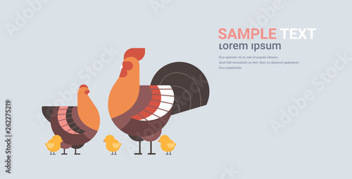 cute chicken family cartoon hen cock and chick domestic birds animals poultry farm concept flat horizontal copy space