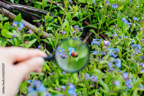 Ladybug sitting on flower through a magnifying glass