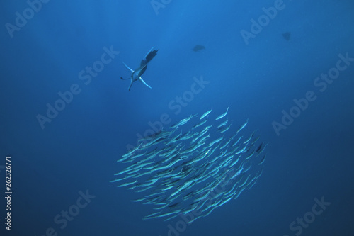 Atlantic sailfish, istiophorus albicans, Mexico