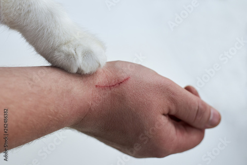 Scratch on a man's hand made by a cat, a cat's paw on a hand of an owner on a white background