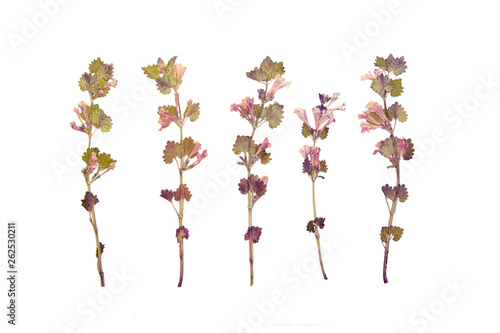 Herbs branch floral set on white bacground