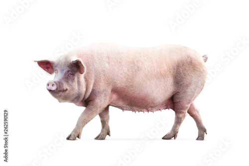 walking pig isolated on white background