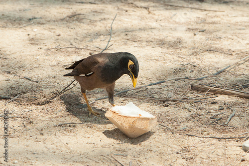 Black-brown myna bird with a yellow beak to peck a piece of coconut.