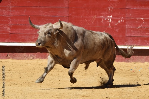 bull in front of wall