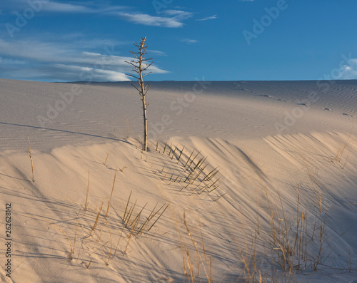 Yucca Growing in White Sands NM