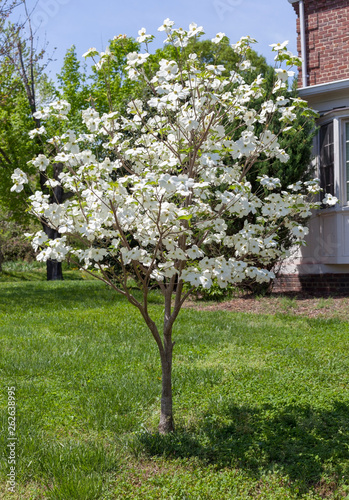 Young blooming spring dogwood tree in residential front yard.