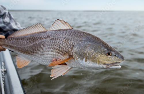 Louisiana Redfish