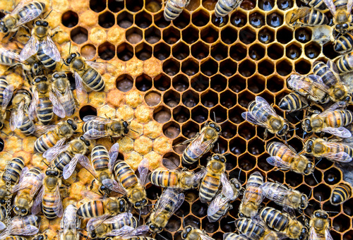 Honey bee beehive Wax Frame with bees breed