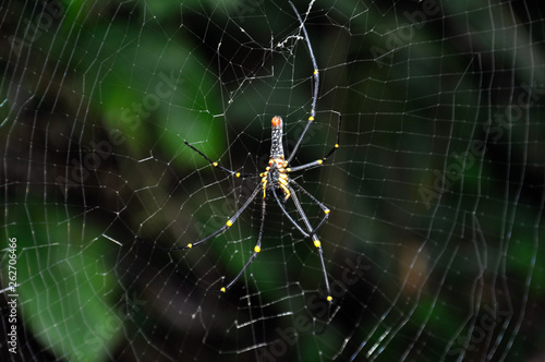 Thai spider on the web