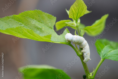 silkworm