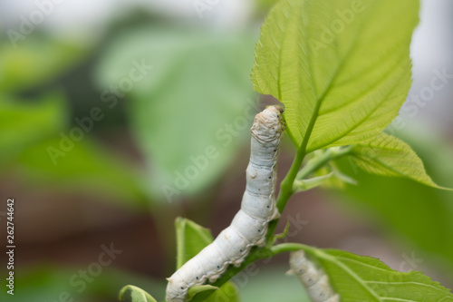 silkworm