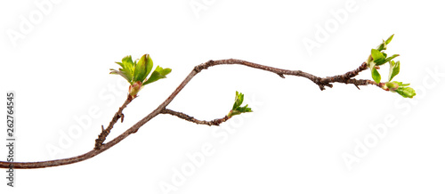 A branch of currant bush with young leaves on an isolated white background.