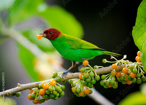 A colorful Bay-headed Tanager, Tangara gyrola, feeding on berries from the wild Tobacco Tree in the rainforest of Trinidad