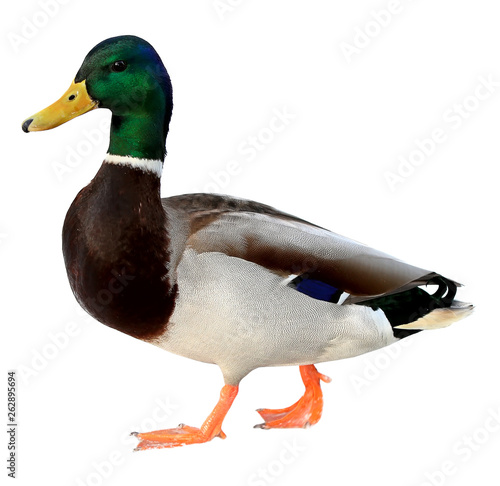 Mallard Duck with clipping path. Colourful wild duck drake isolated on white background