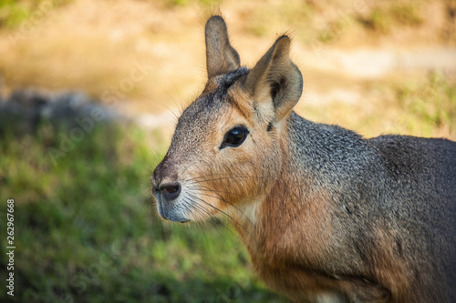 patagonian mara