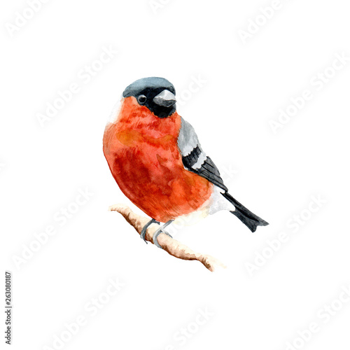 The figure of a bullfinch on a branch.