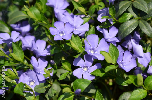 Barwinek pospolity,nienieskie kwiaty, Vinca minor