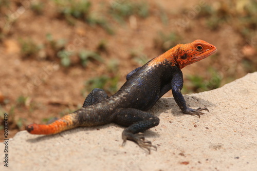 Male of the mwanza flat-headed rock agama on a close up picture. A colorful african species sometimes kept as a pet.