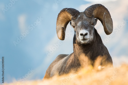 Bighorn Rams in the Rocky Mountains