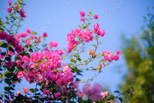 Closeup Colorful blooming bougainvillea in garden with blue sky in background.