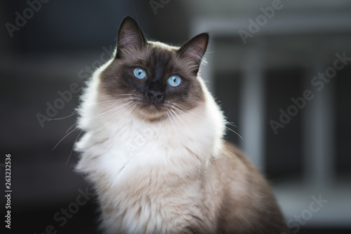 Portrait of a Seal Colourpoint Ragdoll Cat in the living room