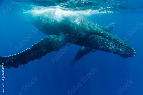 小笠らの海を泳ぐザトウクジラの親子