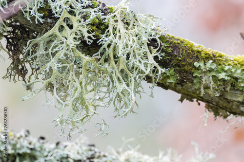 lichen et mousses