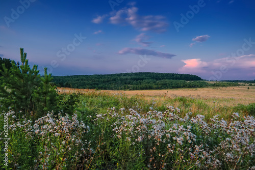 Evening landscape meadow against the backdrop of the forest at sunset.