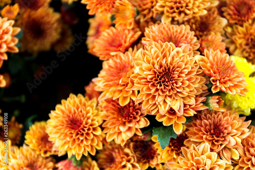 Beautiful of Orange Garden Dahlia flower