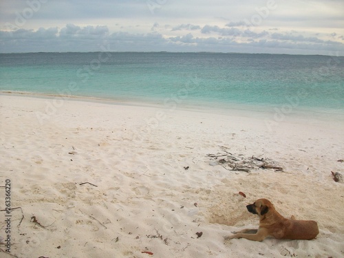 Perro en playa