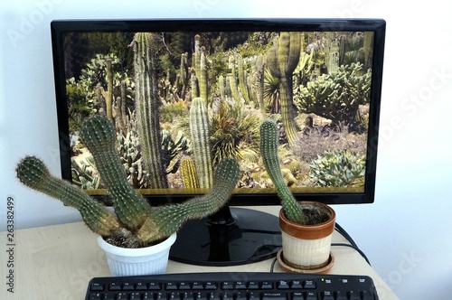 cactus in front of the monitor on which the image of cacti