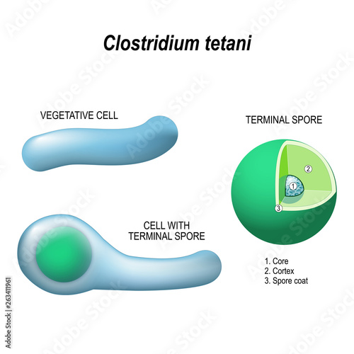 clostridium tetani. Anatomy of the cell with terminal spore, and vegetative cell.