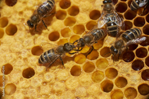 Arbeiterinnen bei der Trophallaxis