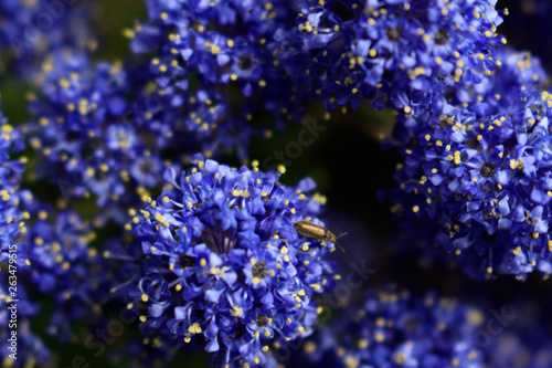 Blue indigo floral background. Macro shoot of California lilac visited by insect.