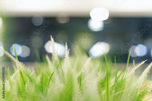 Blurred green background of grass and plants with bokeh effect
