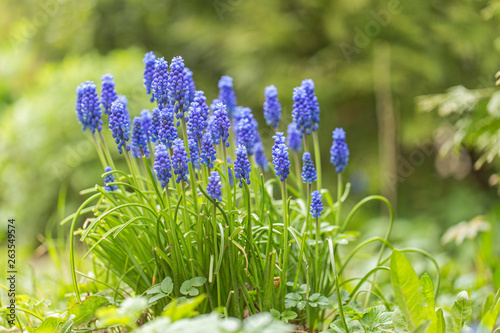 Grape hyacinth Muscari armeniacum flowering in early spring. Muscari flower meadow. Spring Flower Grape hyacinth (Muscari armeniacum) in the middle of a green meadow