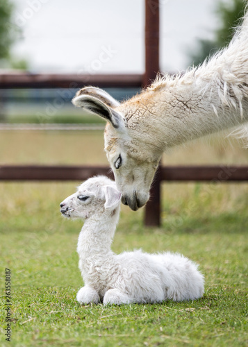 niedliches Lama Tierkind, Alpaka Mama mit Baby; Neugeborenes auf der Weide küsst Kind Zuneigung Liebe niedlich klein zart, Berührung, Abschlecken, 