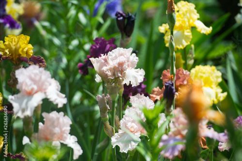  Colorful irises in the garden, perennial garden. Gardening. Bearded iris/