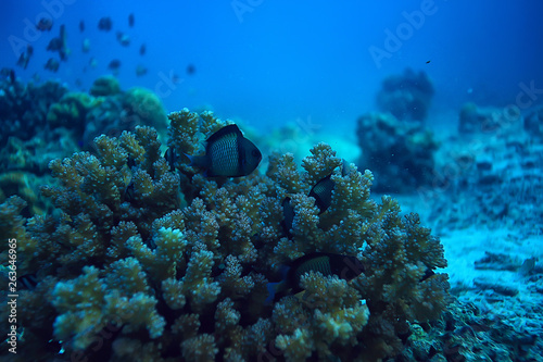 underwater world / blue sea wilderness, world ocean, amazing underwater