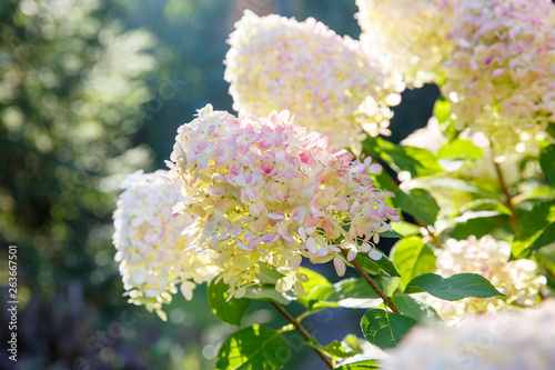 Blooming shrub white paniculata hydrangea (Hydrangea paniculata) in summer garden. Close-up of hydrangea flower.