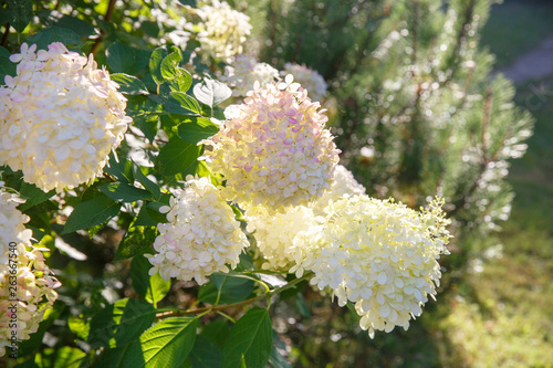 Blooming shrub white paniculata hydrangea (Hydrangea paniculata) in summer garden. Close-up of hydrangea flower.