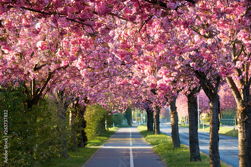 Allee von blühenden Kirschbäumen im Frühling in der Innenstadt von Magdeburg