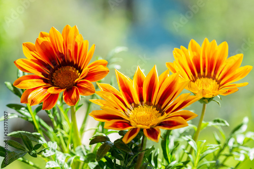 gazania flower or african daisy in a garden