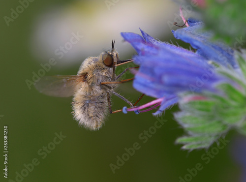 bee fly Bombyliidae flying up to a blue wild flower to feed nectar