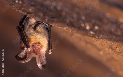 Close up picture of small Brown long-eared bat Plecotus auritus hanging upside down in dark cave resembling similar gray Plecotus austriacus. Wild animal portrait in natural habitat.