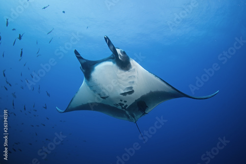 giant oceanic manta ray, manta birostris