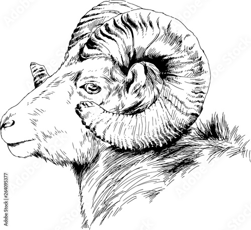 mountain sheep with horns ink-drawn sketch by hand, objects with no background