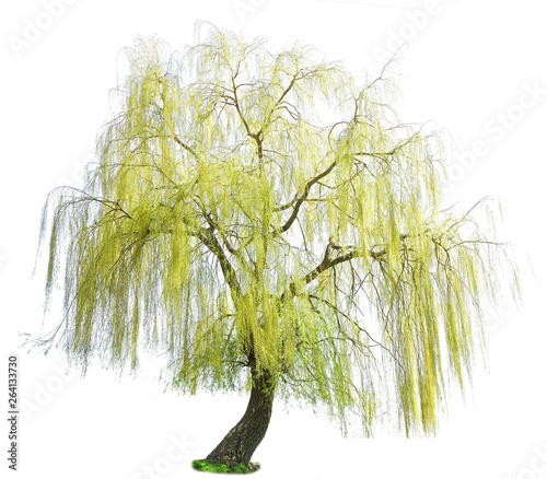 weeping willow in spring isolated on a white background. weeping willow isolate on a white background. White Willow (Salix Alba) isolated on white background