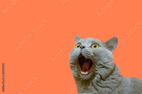 A lilac British cat looking up. The cat opened his mouth with a mad look. The concept of an animal that is surprised or amazed. The figure of a cat on an isolated background of coral color.