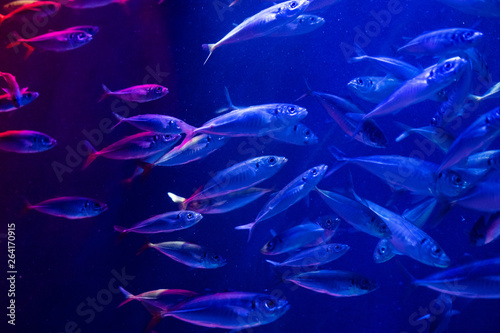 a flock of sea fish on a blue sea background